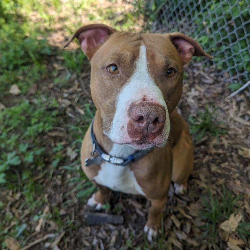 Enlarge Trombone, a Adoptable mixed breed in Warrensburg, MO image 1/6