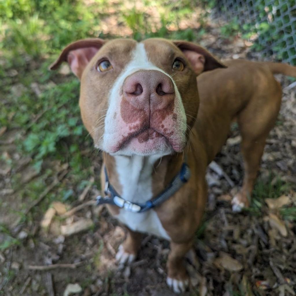 Enlarge Trombone, a Adoptable mixed breed in Warrensburg, MO image 3/6