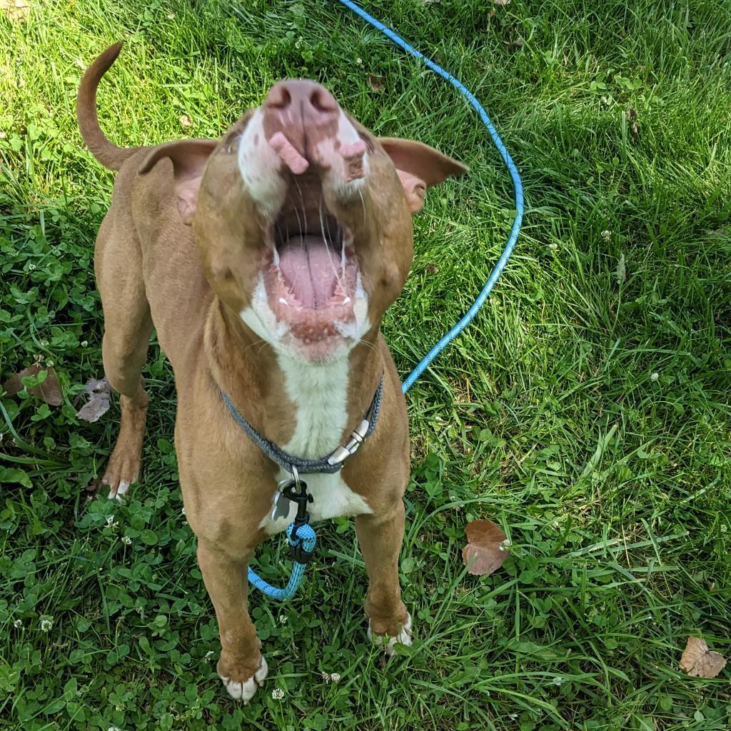 Enlarge Trombone, a Adoptable mixed breed in Warrensburg, MO image 4/6