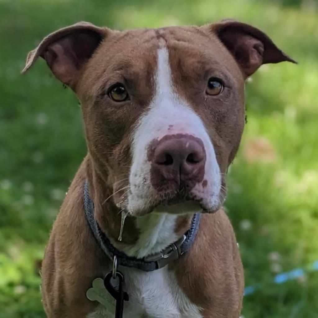 Enlarge Trombone, a Adoptable mixed breed in Warrensburg, MO image 5/6