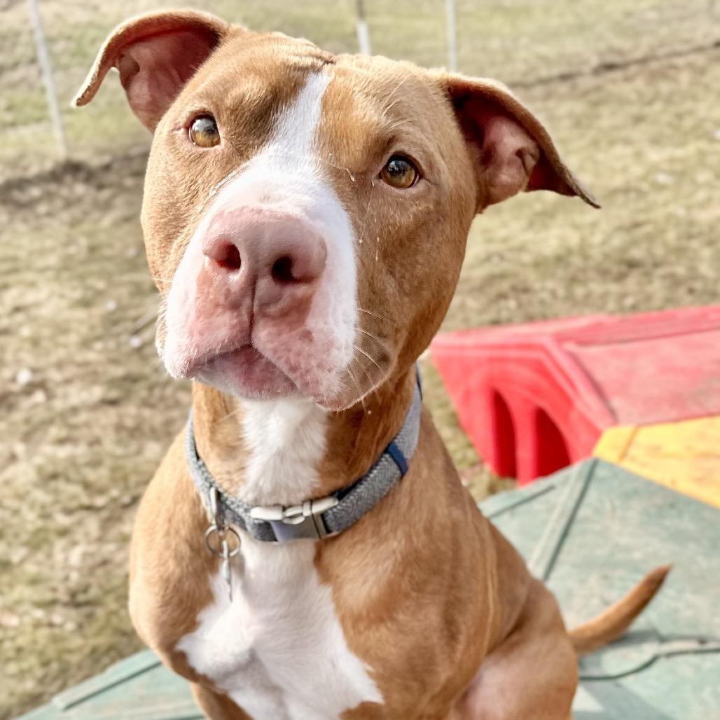 Enlarge Trombone, a Adoptable mixed breed in Warrensburg, MO image 6/6