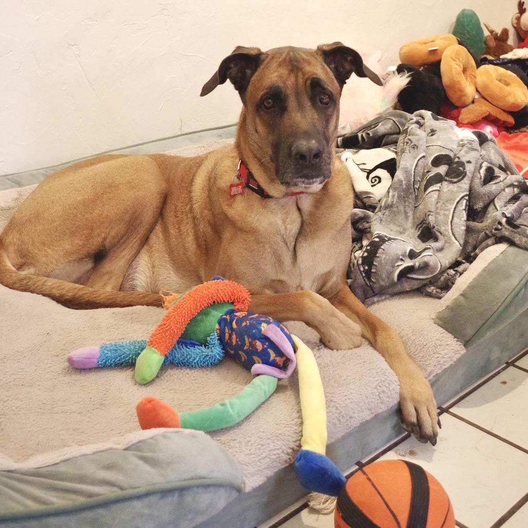 Enlarge Rocky, a Adoptable mixed breed in Miami, FL image 1/6