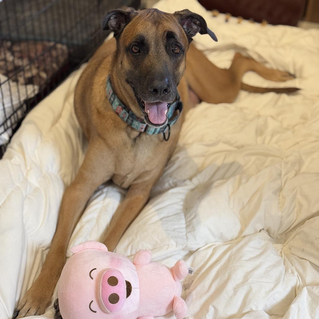 Enlarge Rocky, a Adoptable mixed breed in Miami, FL image 2/6