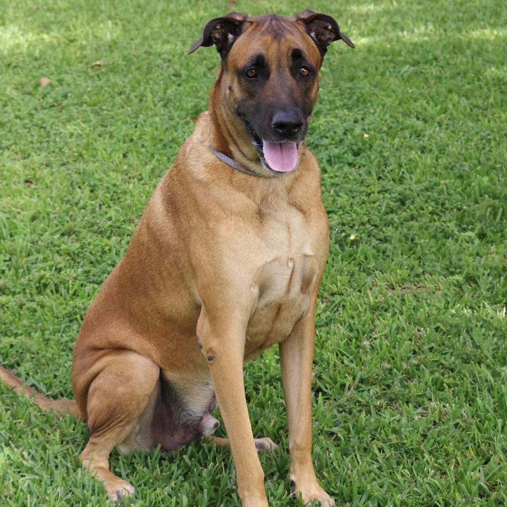 Enlarge Rocky, a Adoptable mixed breed in Miami, FL image 3/6