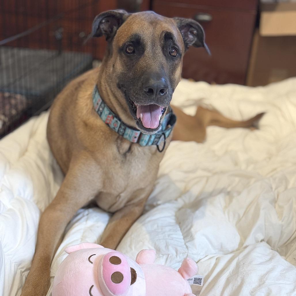 Enlarge Rocky, a Adoptable mixed breed in Miami, FL image 4/6