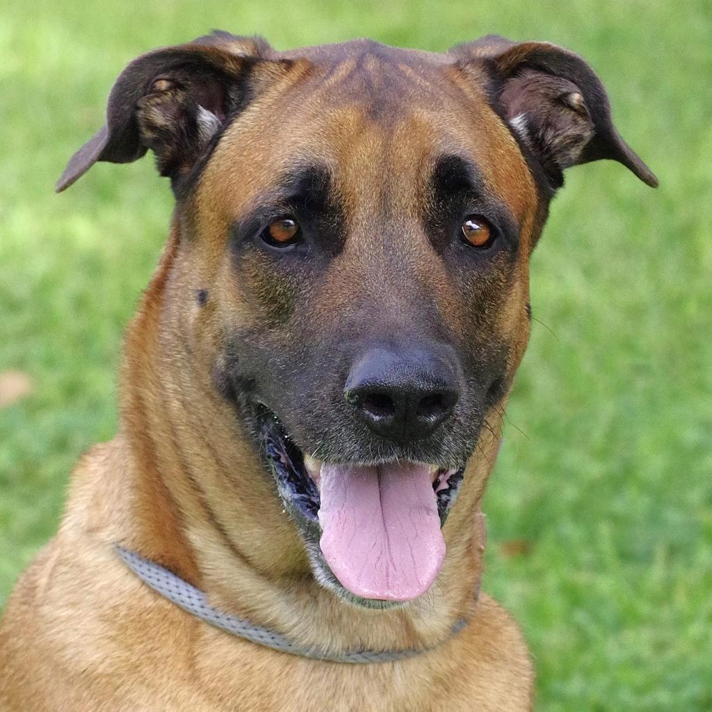 Enlarge Rocky, a Adoptable mixed breed in Miami, FL image 5/6
