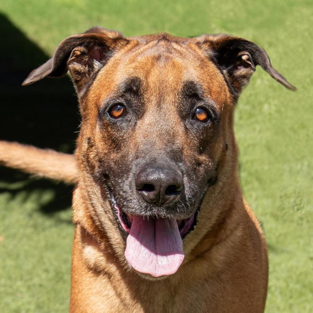 Enlarge Rocky, a Adoptable mixed breed in Miami, FL image 6/6