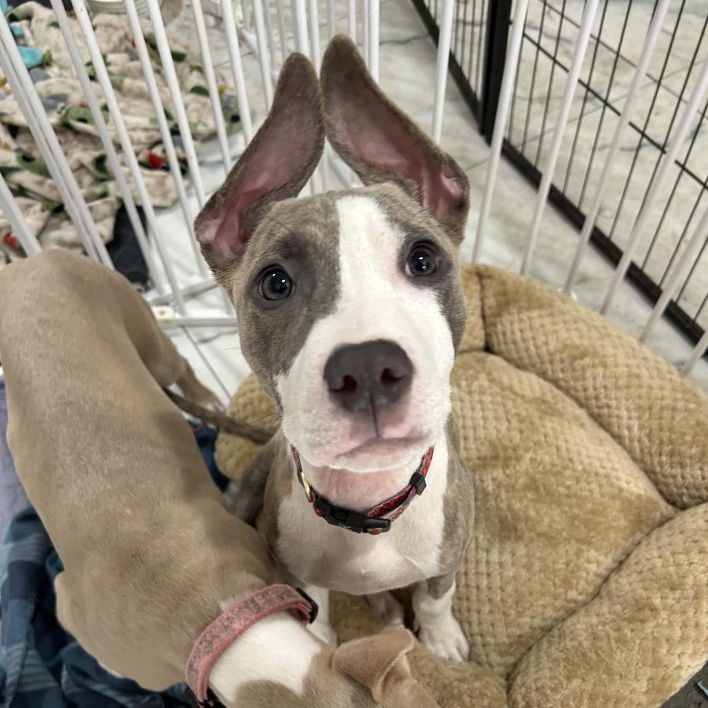 Dipper, ADOPTABLE, Young Male Pit Bull Terrier.