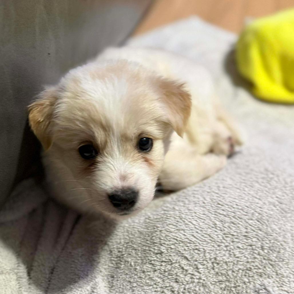 Chimera, a Adoptable Mixed Breed in Jackson, MO image 1/4