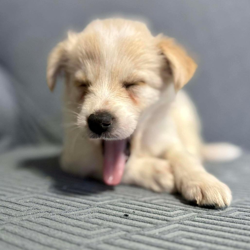 Chimera, a Adoptable Mixed Breed in Jackson, MO image 2/4