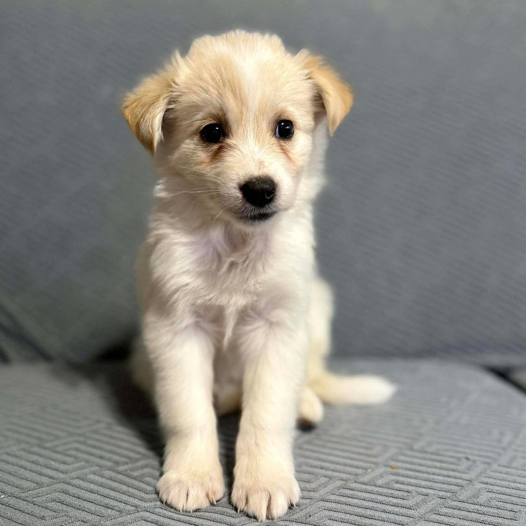 Chimera, a Adoptable Mixed Breed in Jackson, MO image 3/4