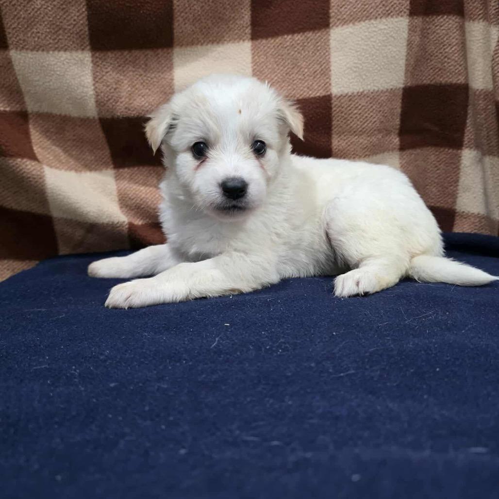 Chimera, a Adoptable Mixed Breed in Jackson, MO image 4/4