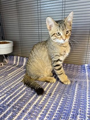 Clue, Adoptable, Kitten Male Domestic Short Hair & Domestic Short Hair.