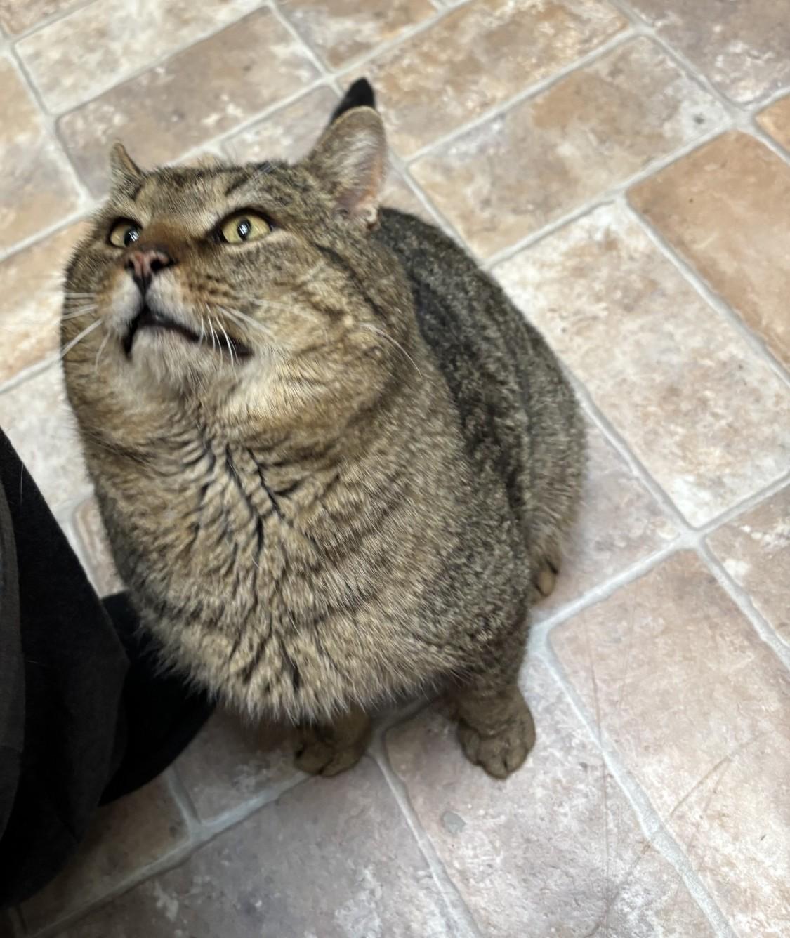 Rocket, adopted, Adult Male Domestic Short Hair.