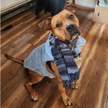 Moose, Adoptable, Adult Male Mixed Breed.