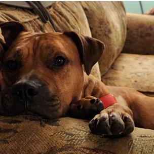 Enlarge Moose, a Adoptable Mixed Breed in Berkeley Springs, WV image 2/3