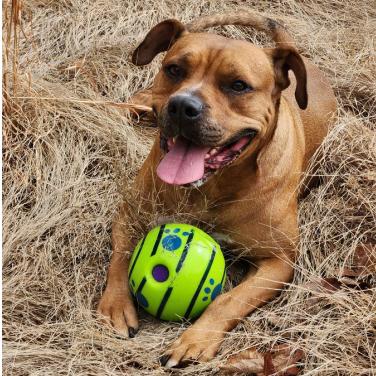 Enlarge Moose, a Adoptable Mixed Breed in Berkeley Springs, WV image 3/3