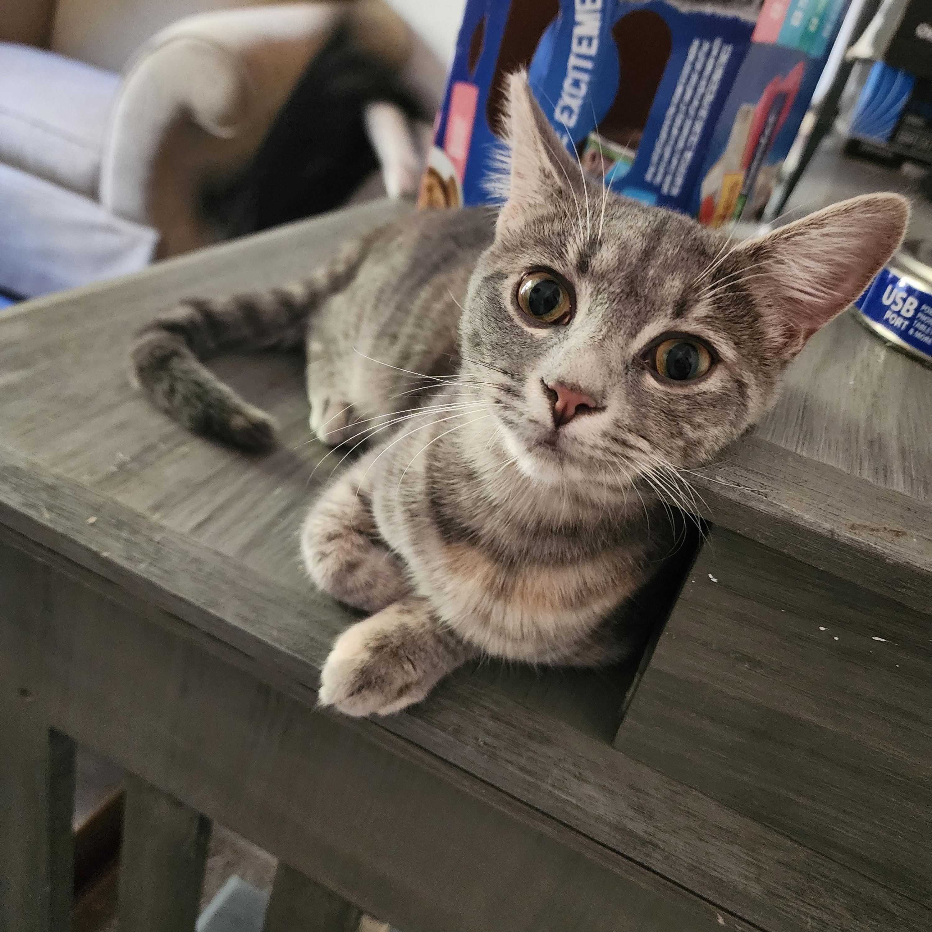 Tabitha, Adoptable, Young Female Domestic Short Hair.
