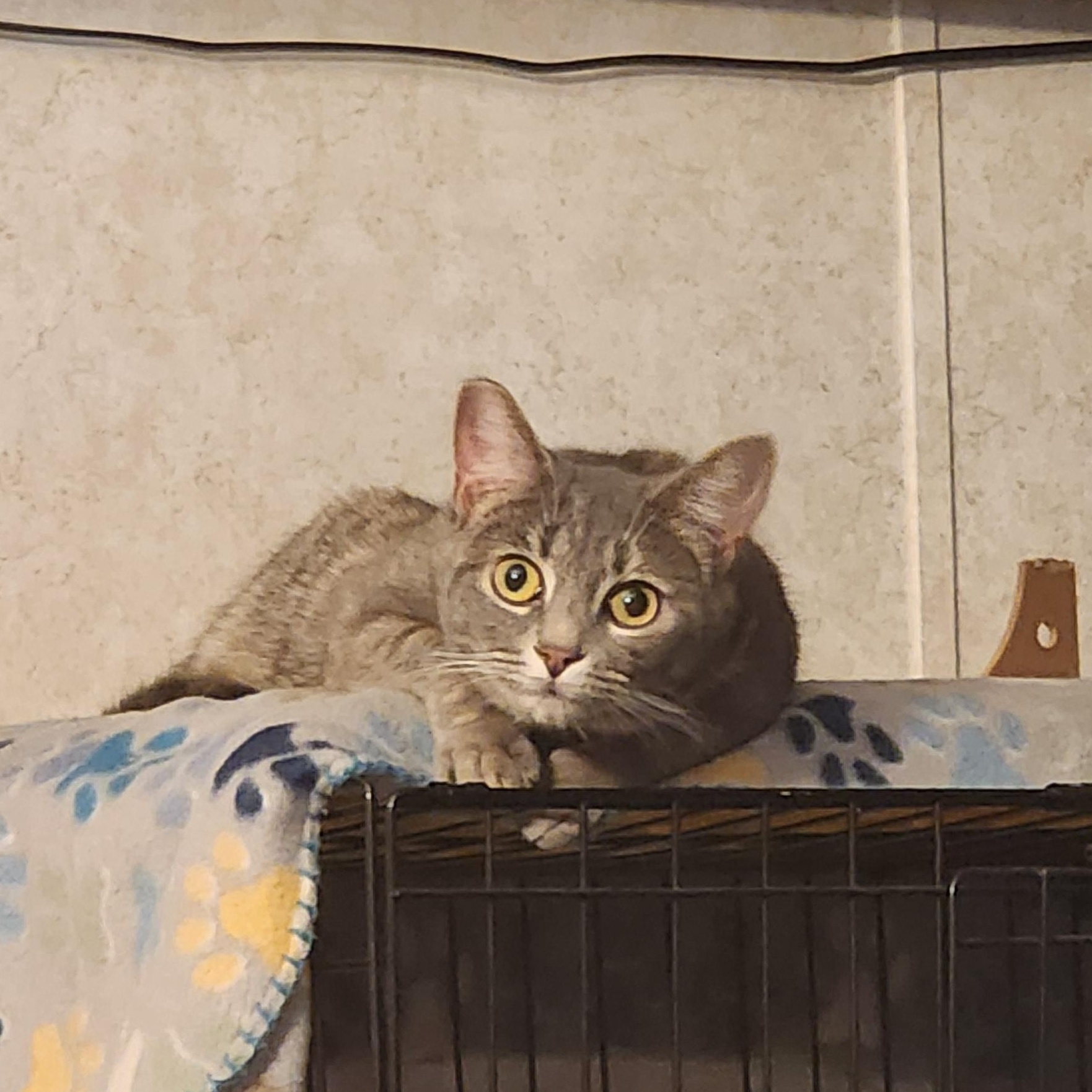 Enlarge Tabitha, a Adoptable Domestic Short Hair in Hickory, NC image 2/5
