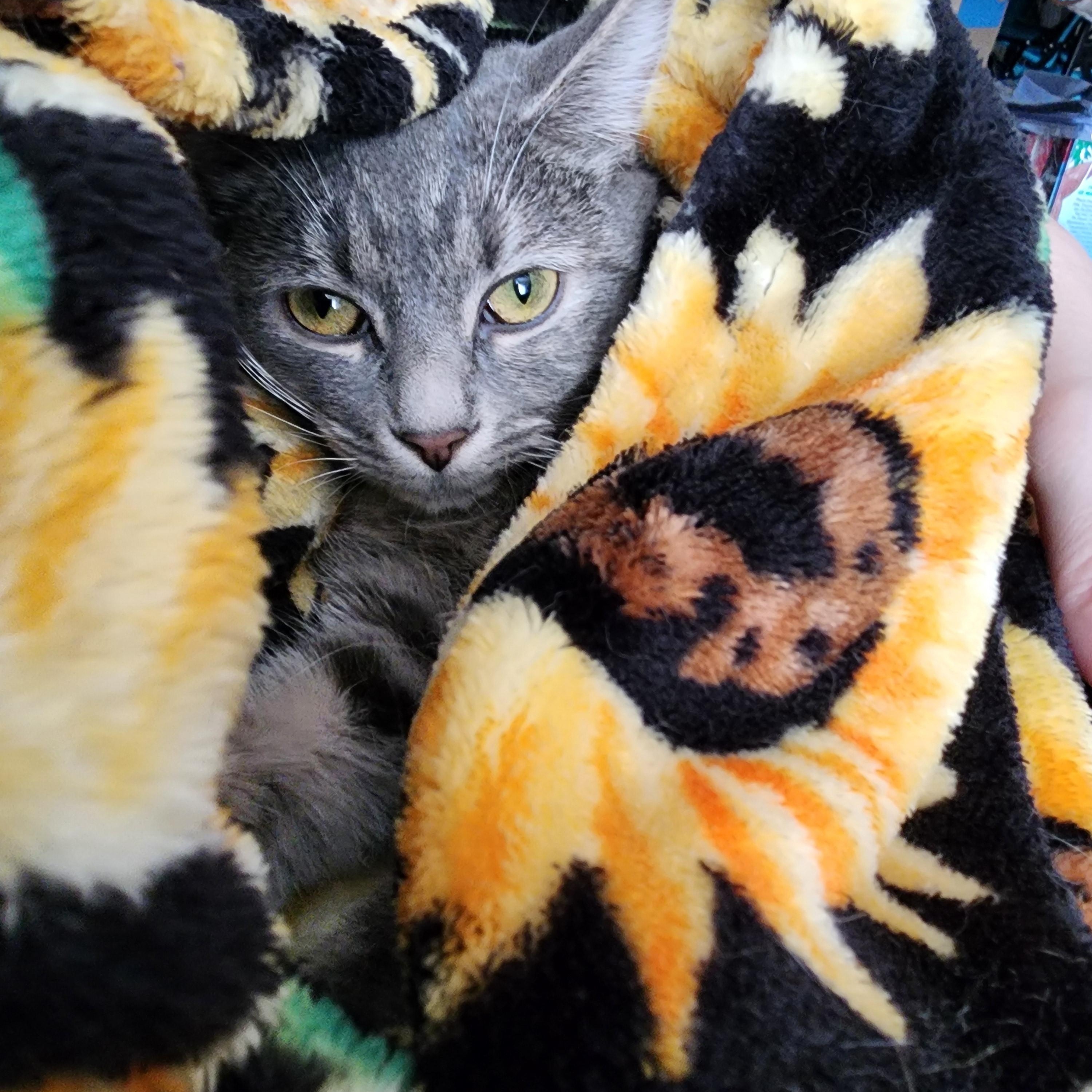 Enlarge Tabitha, a Adoptable Domestic Short Hair in Hickory, NC image 3/5