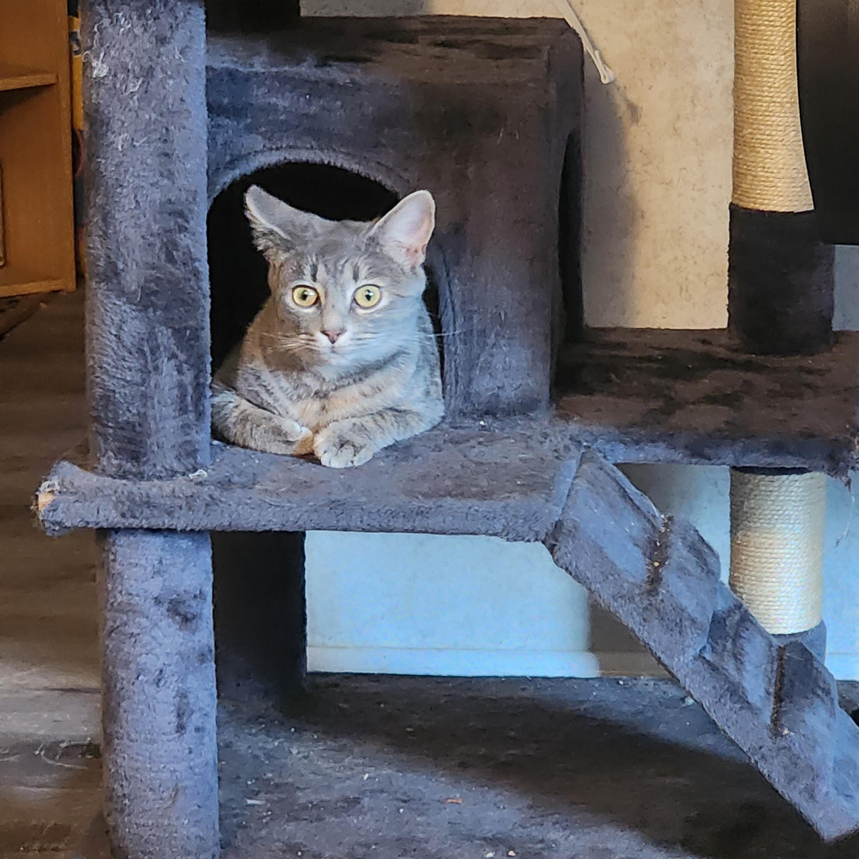 Enlarge Tabitha, a Adoptable Domestic Short Hair in Hickory, NC image 4/5