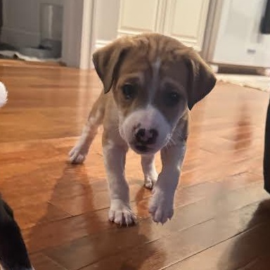 Enlarge Dallas, an adopted mixed breed in Midlothian, VA image 4/4