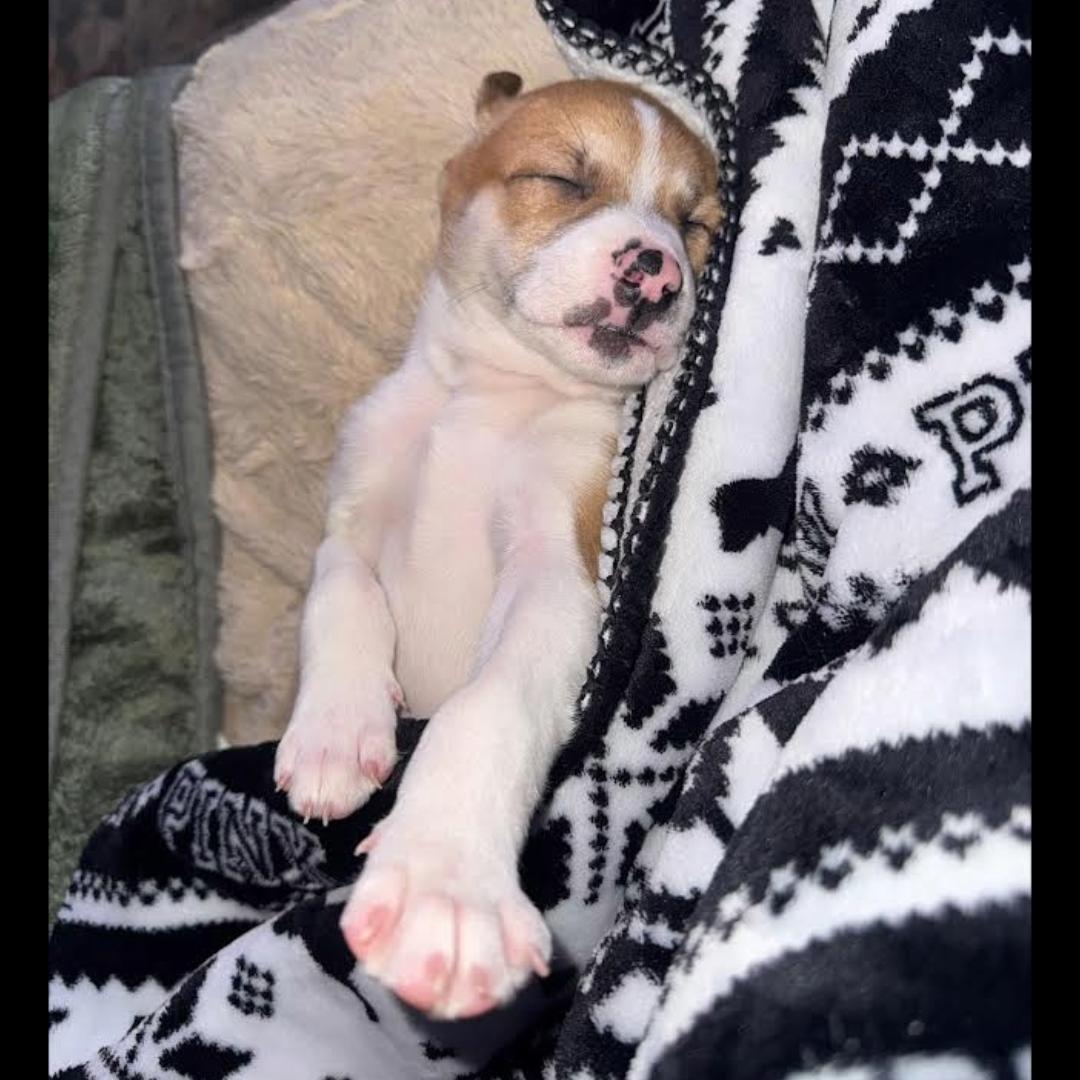 Enlarge Dallas, an adopted mixed breed in Midlothian, VA image 2/4