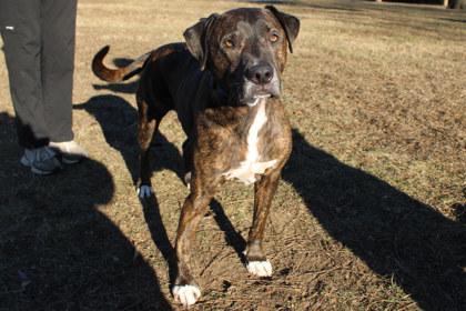 Jack, Adoptable, Senior Male Pit Bull Terrier & Mixed Breed.