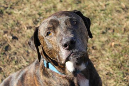 Jack, a Adoptable mixed breed in Kansas City, MO image 2/3
