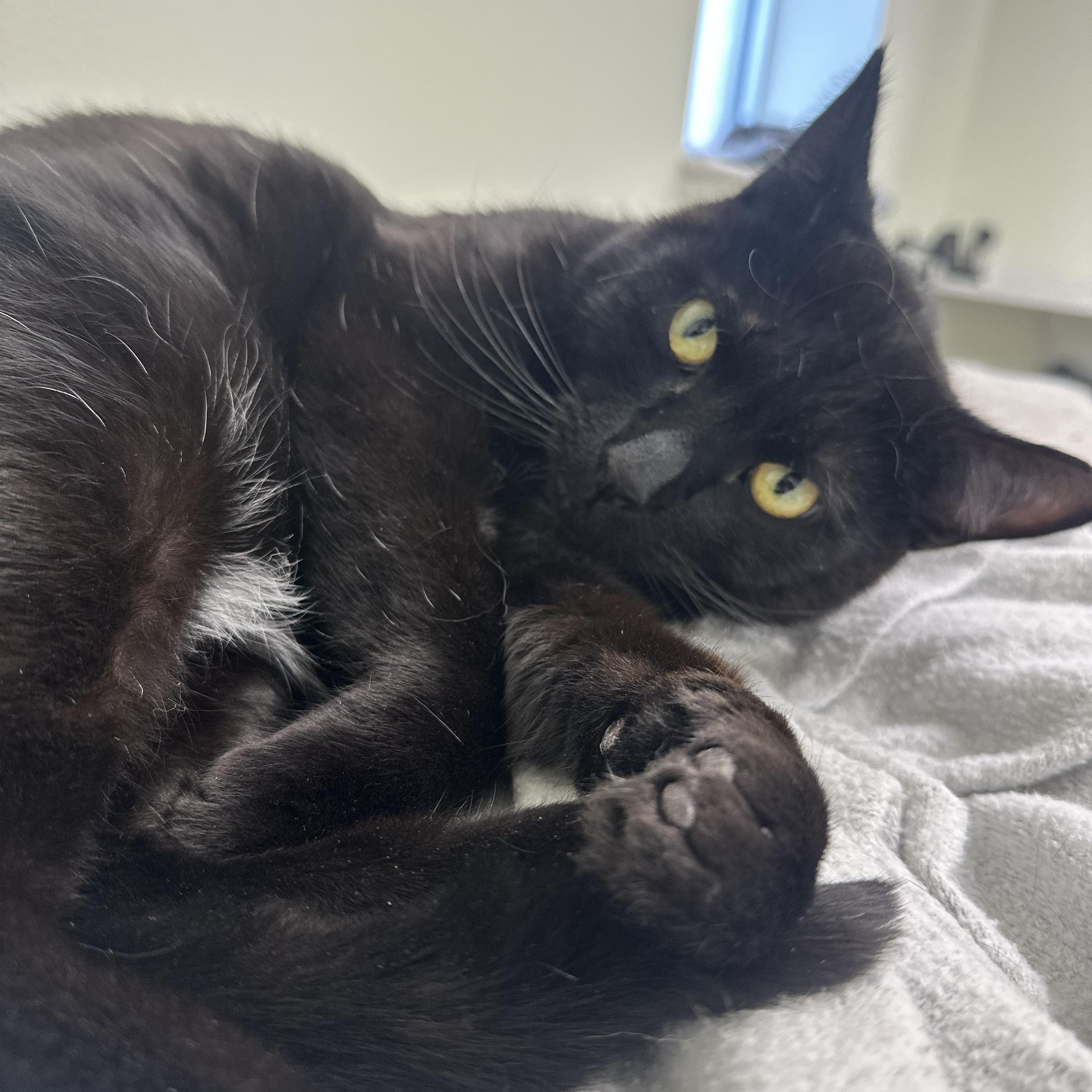 Enlarge Romeo, a ADOPTABLE Domestic Short Hair in Pleasantville, NJ image 4/4