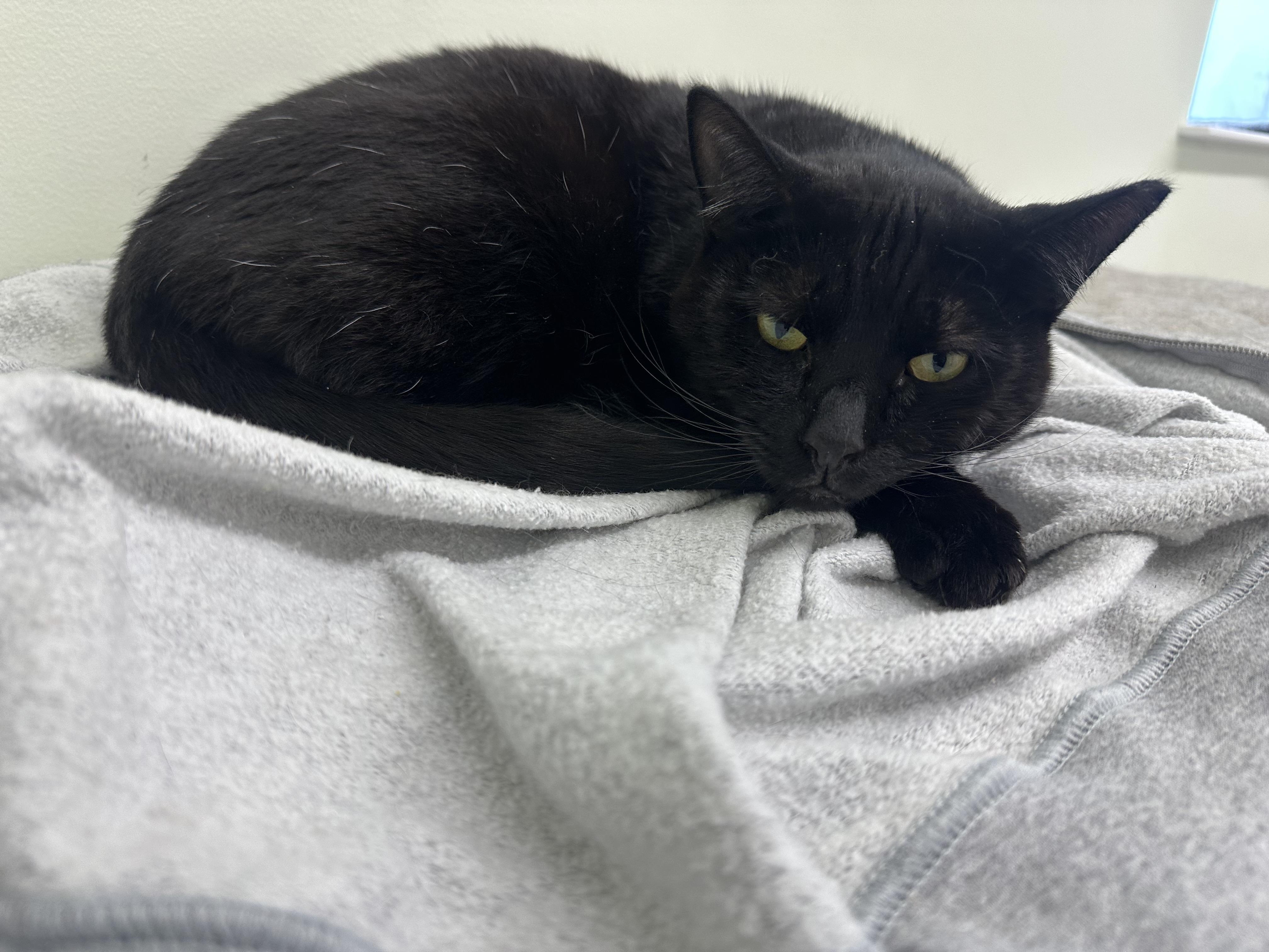 Enlarge Romeo, a ADOPTABLE Domestic Short Hair in Pleasantville, NJ image 3/4