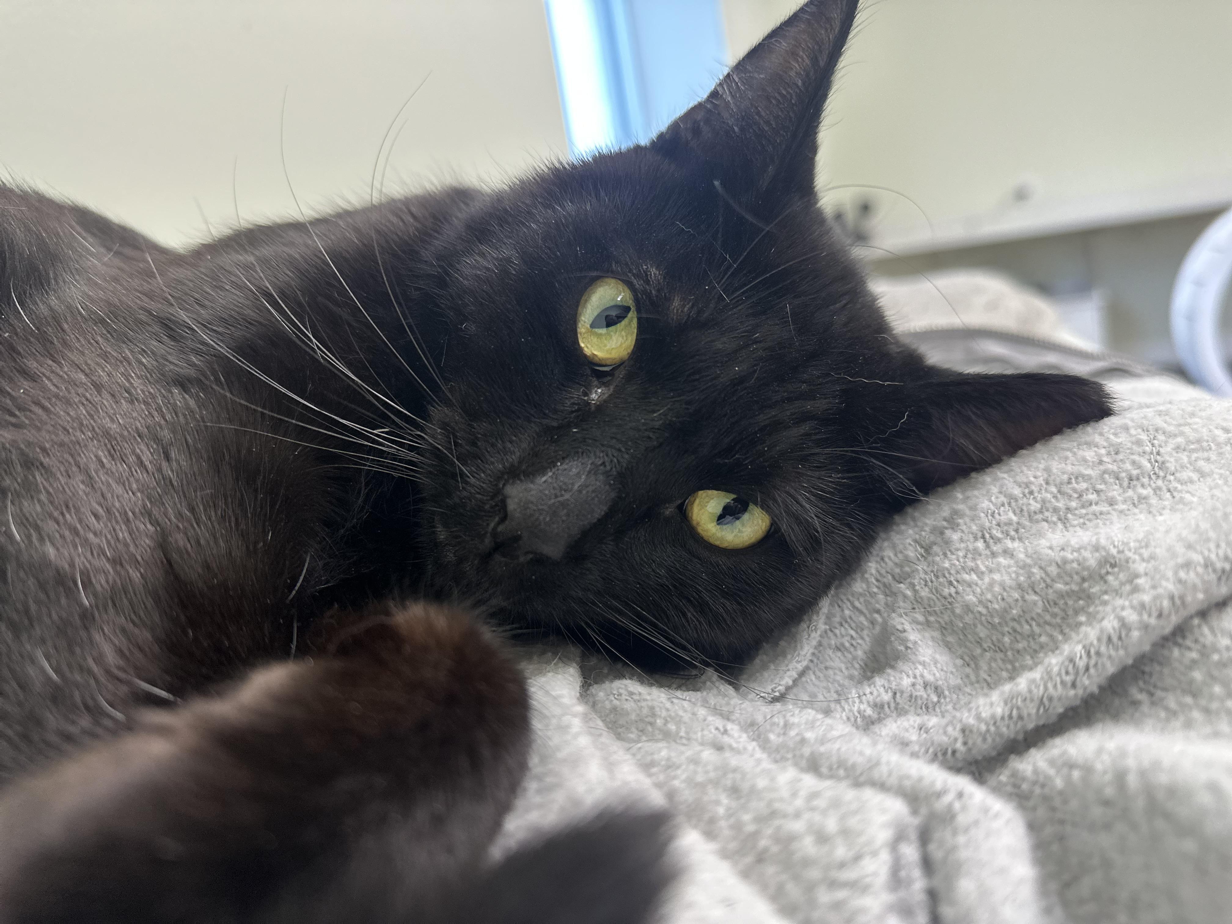 Romeo, ADOPTABLE, Young Male Domestic Short Hair.