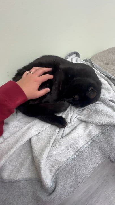 Enlarge Romeo, a ADOPTABLE Domestic Short Hair in Pleasantville, NJ video 2/4