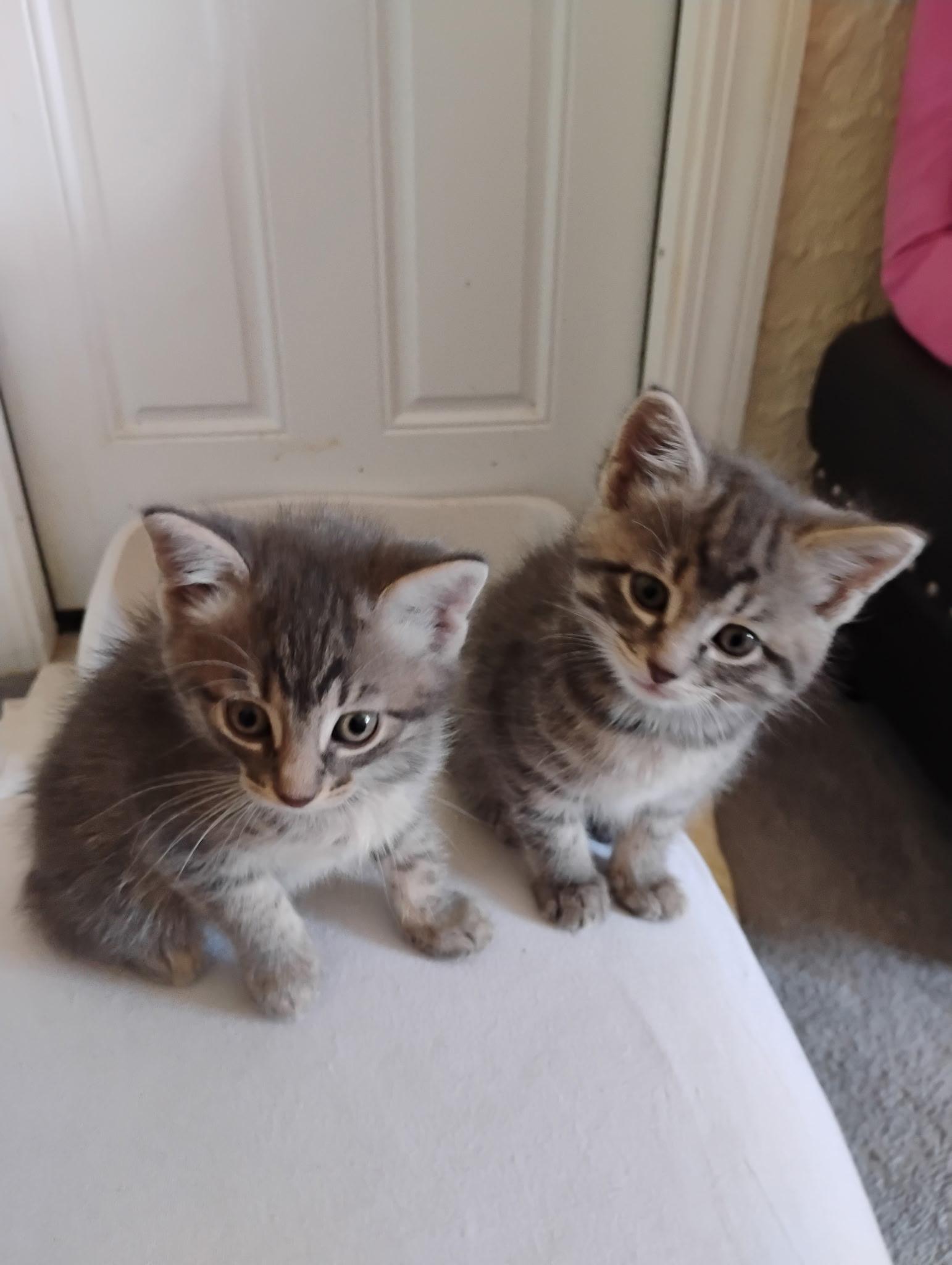 Pepper's KITTENS, a ADOPTABLE Tabby in Mount Clemens, MI image 5/6