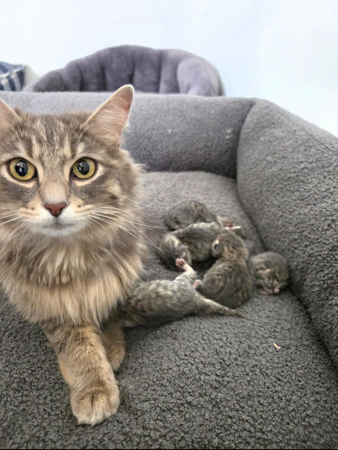 Pepper's KITTENS, a ADOPTABLE Tabby in Mount Clemens, MI image 6/6
