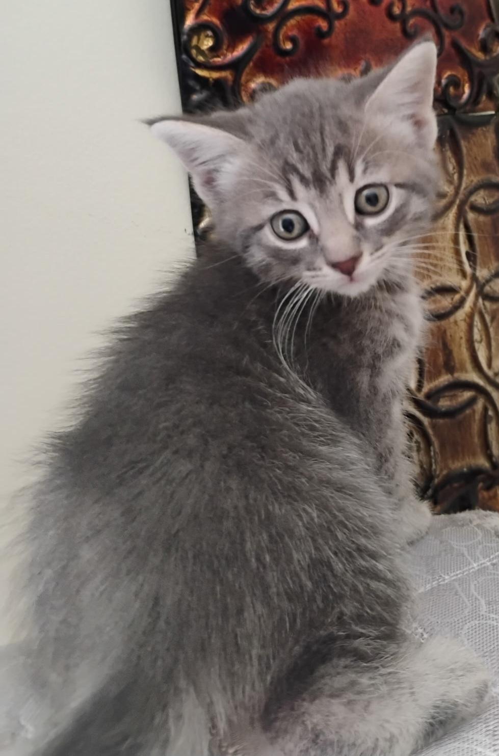 Pepper's KITTENS, a ADOPTABLE Tabby in Mount Clemens, MI image 4/6