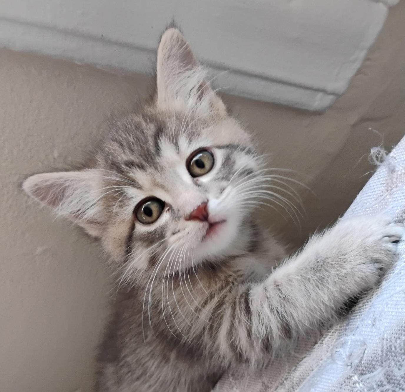 Pepper's KITTENS, a ADOPTABLE Tabby in Mount Clemens, MI image 1/6
