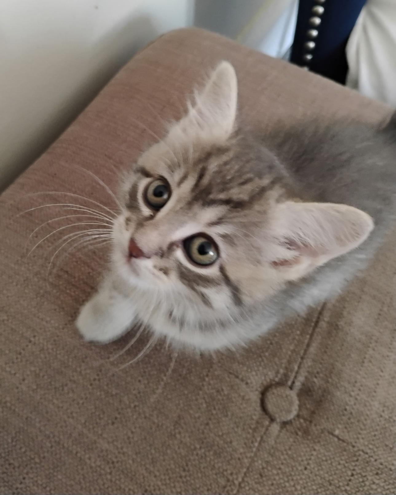 Pepper's KITTENS, a ADOPTABLE Tabby in Mount Clemens, MI image 2/6