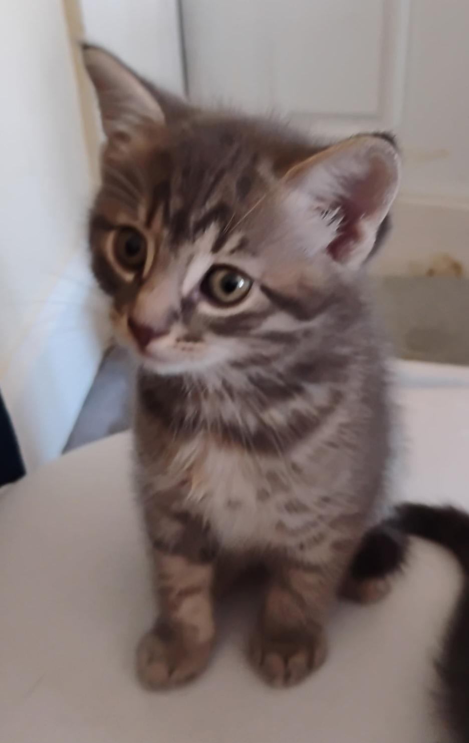 Pepper's KITTENS, a ADOPTABLE Tabby in Mount Clemens, MI image 3/6