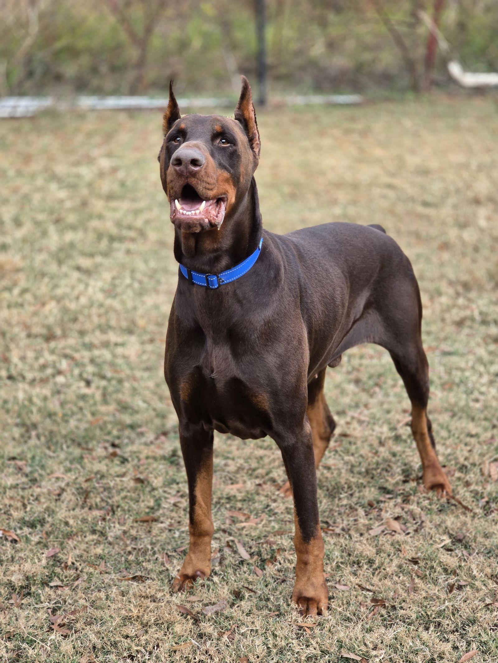Enlarge HARVEY, a Adoptable Doberman Pinscher in Social Circle, GA image 1/3