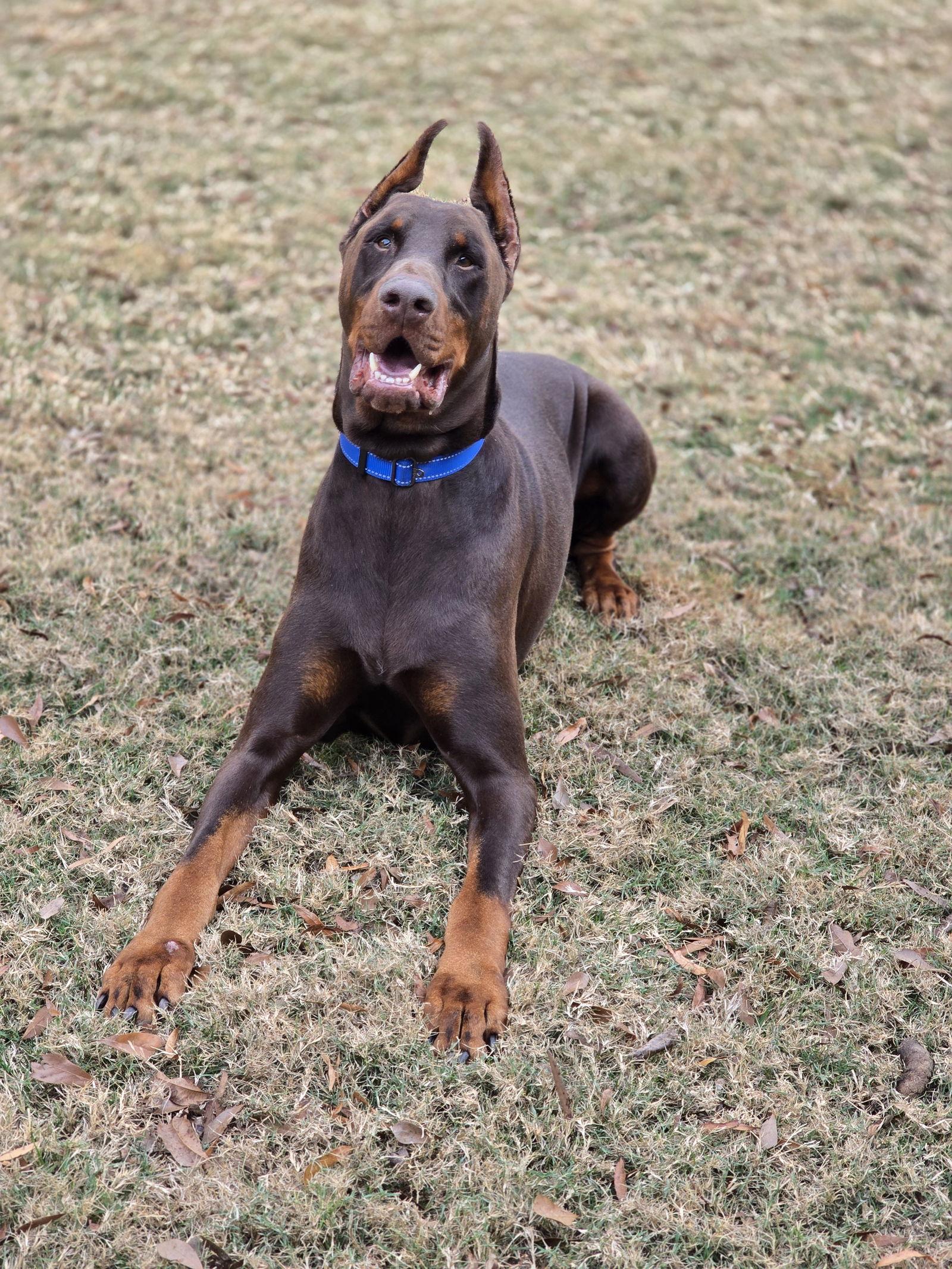 Enlarge HARVEY, a Adoptable Doberman Pinscher in Social Circle, GA image 2/3