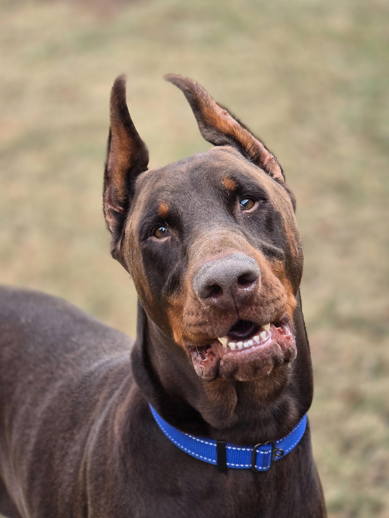 Enlarge HARVEY, a Adoptable Doberman Pinscher in Social Circle, GA image 3/3