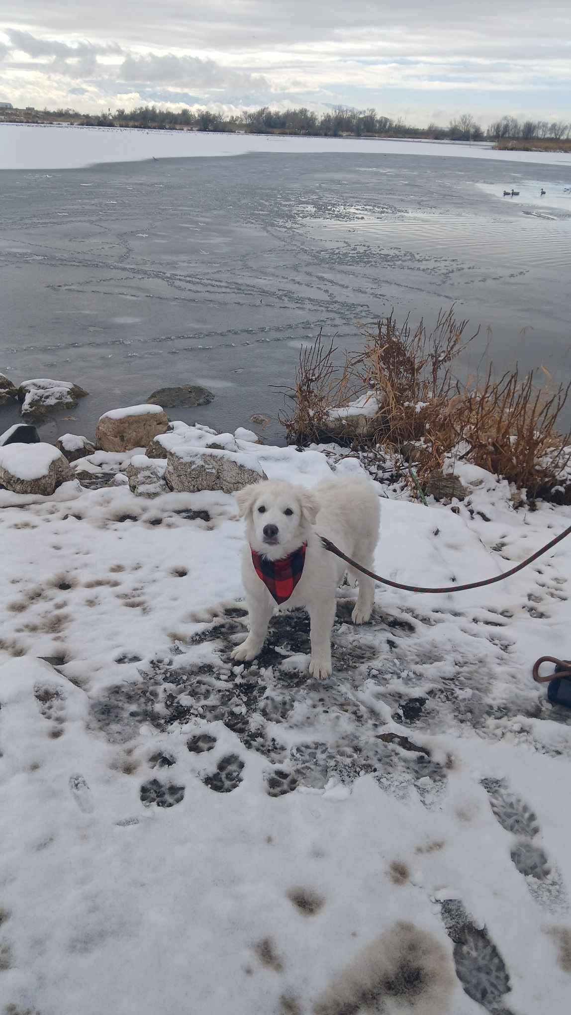 Mr Yuki, Adoptable, Young Male Great Pyrenees & Husky.