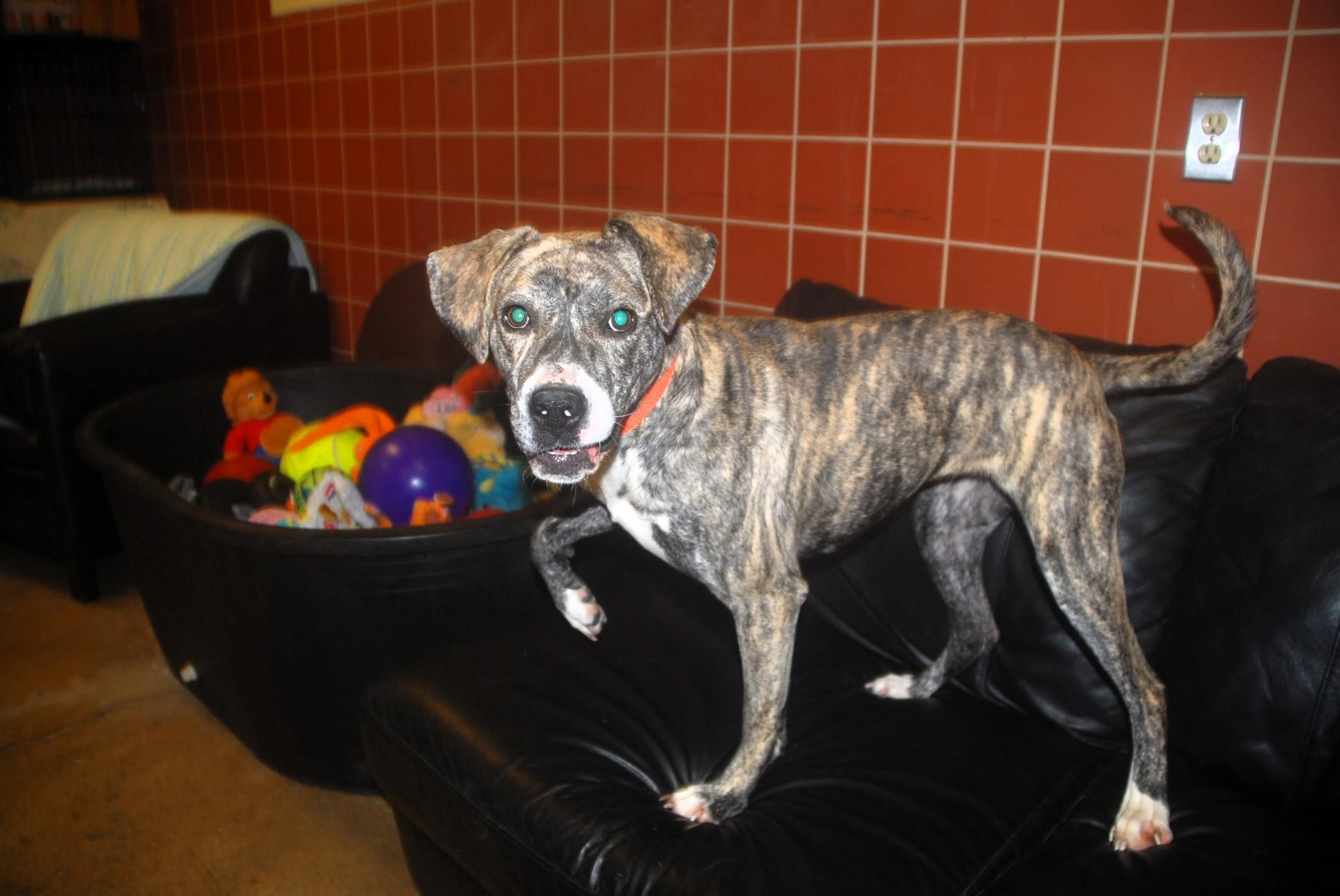 Enlarge Utopia, a ADOPTABLE mixed breed in Chardon, OH image 1/6