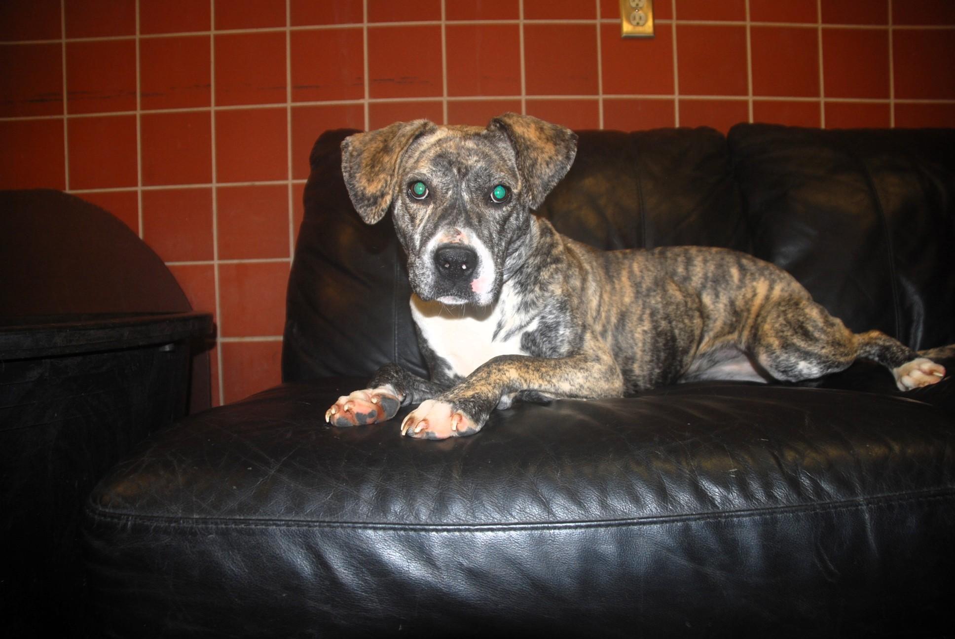 Enlarge Utopia, a ADOPTABLE mixed breed in Chardon, OH image 2/6