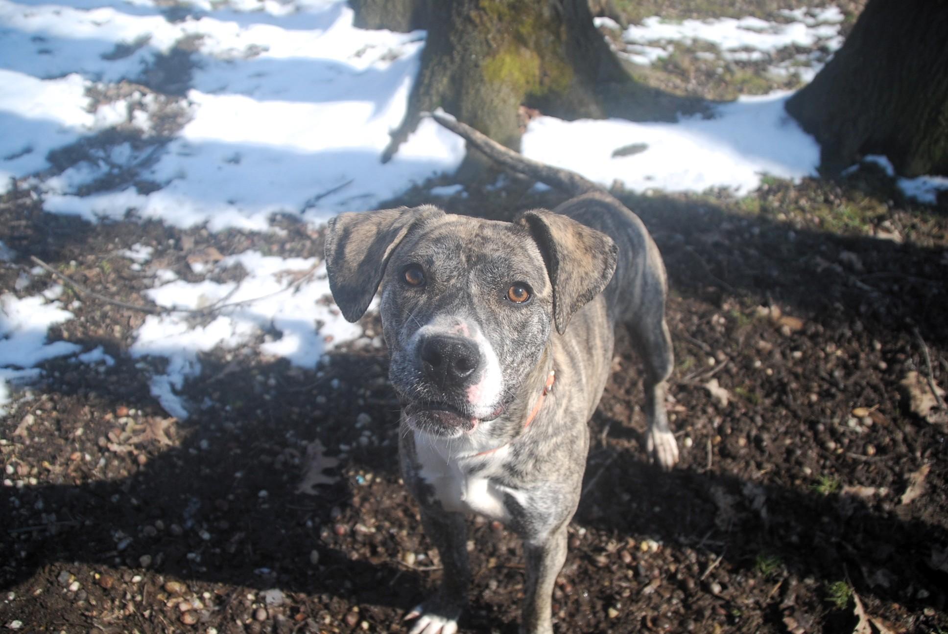 Enlarge Utopia, a ADOPTABLE mixed breed in Chardon, OH image 6/6