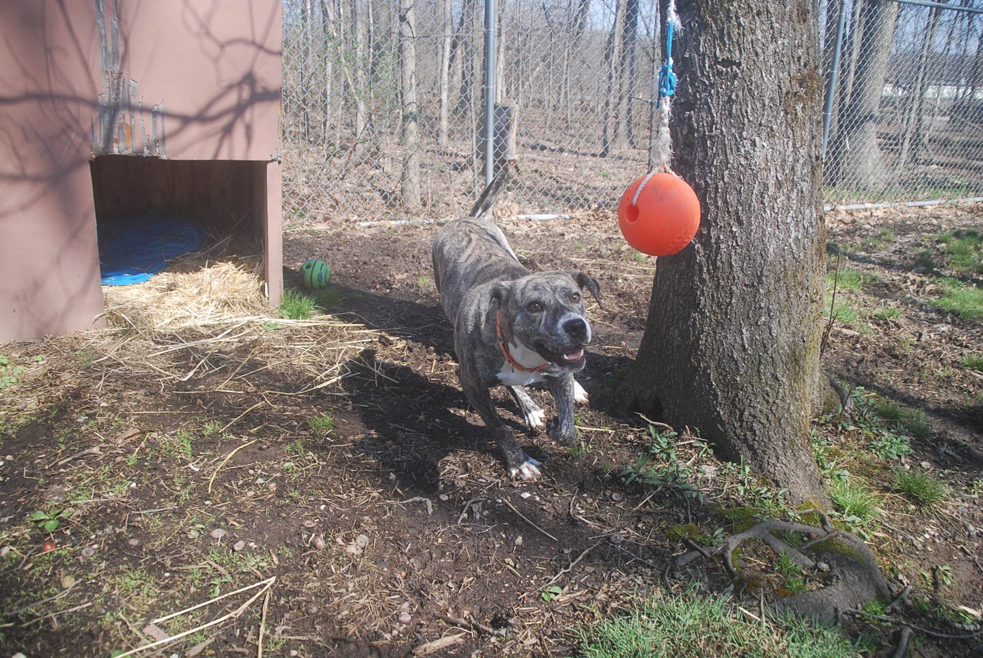 Enlarge Utopia, a ADOPTABLE mixed breed in Chardon, OH image 3/5