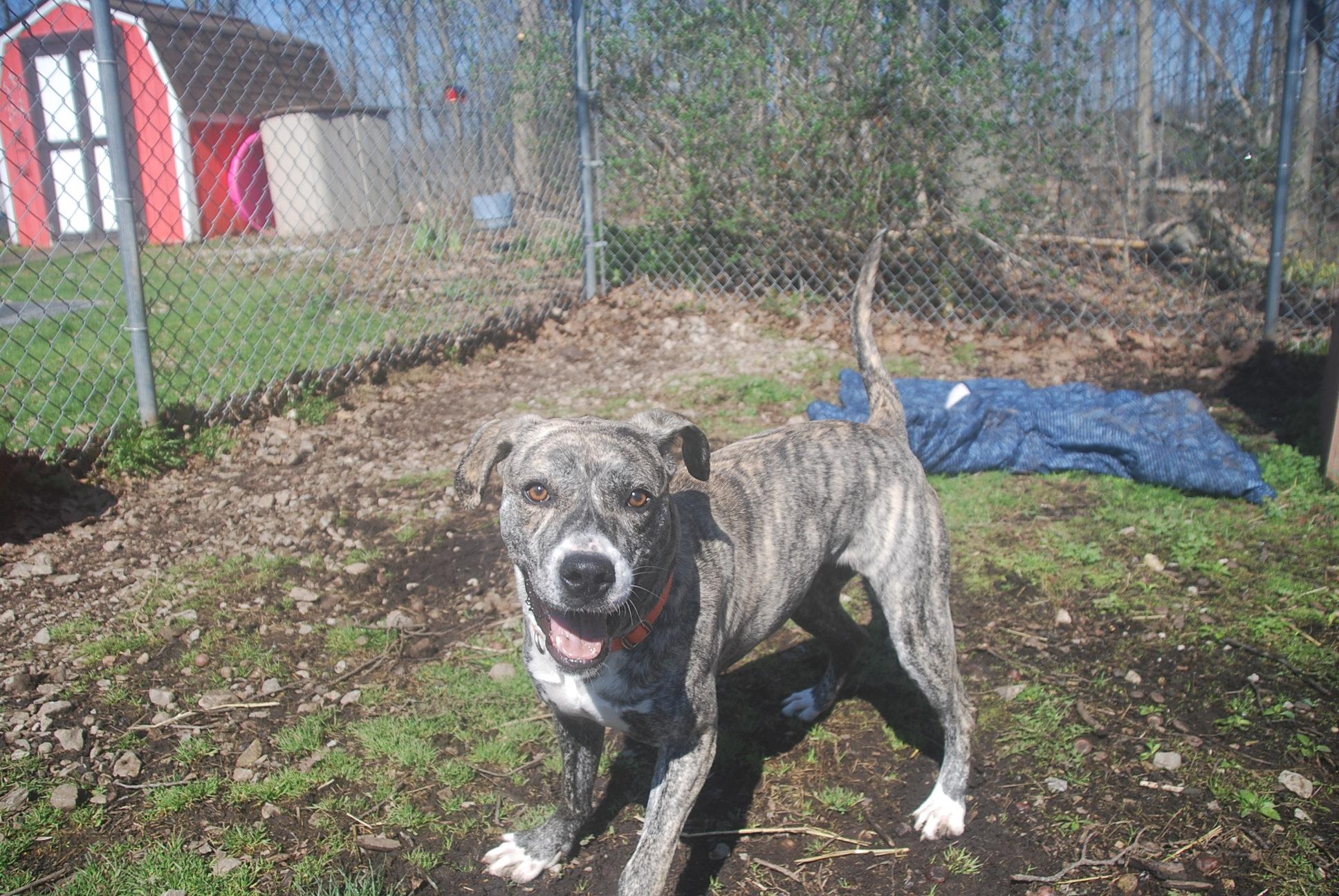 Enlarge Utopia, a ADOPTABLE mixed breed in Chardon, OH image 2/5