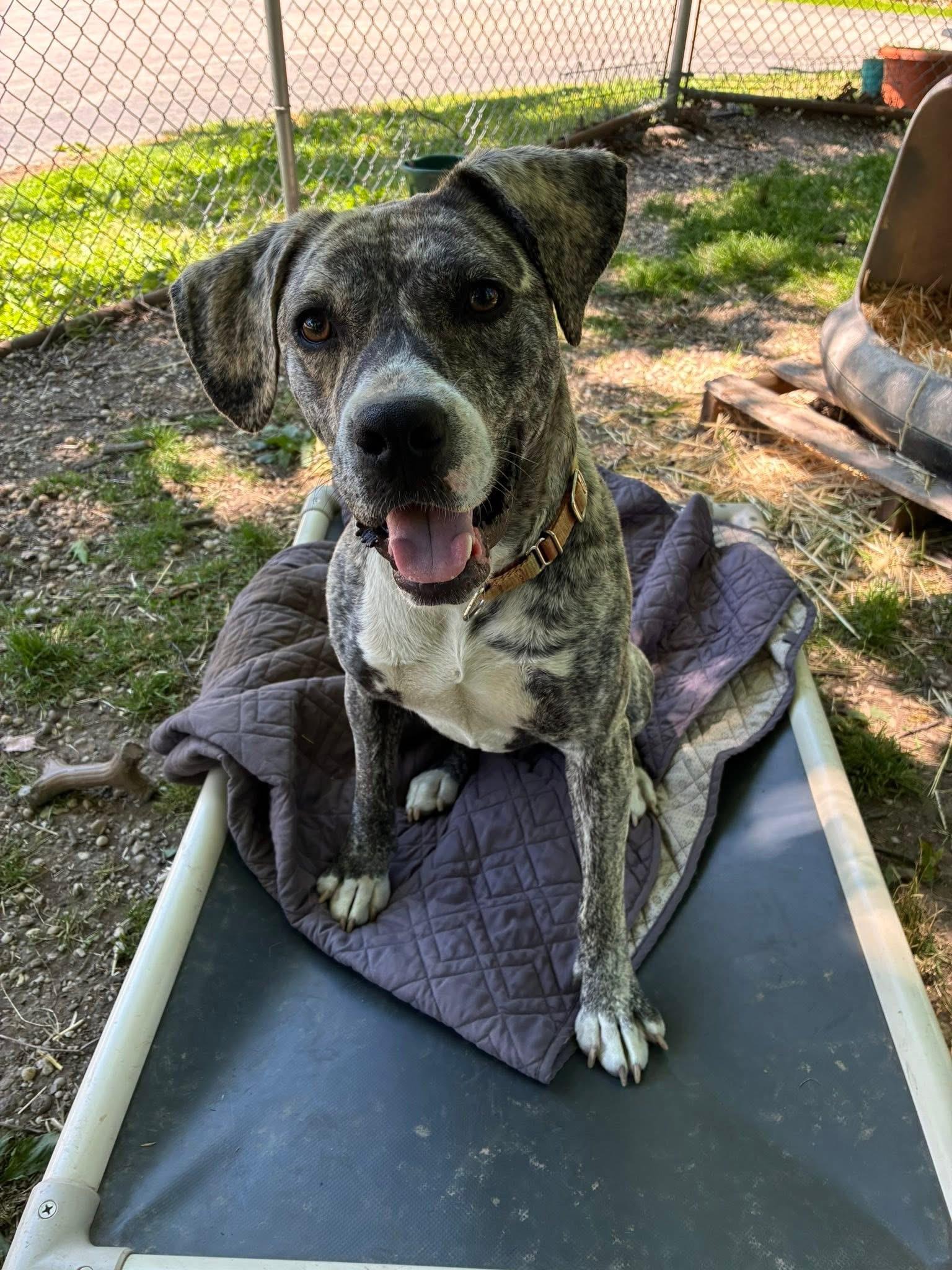 Utopia, a ADOPTABLE mixed breed in Chardon, OH image 6/6