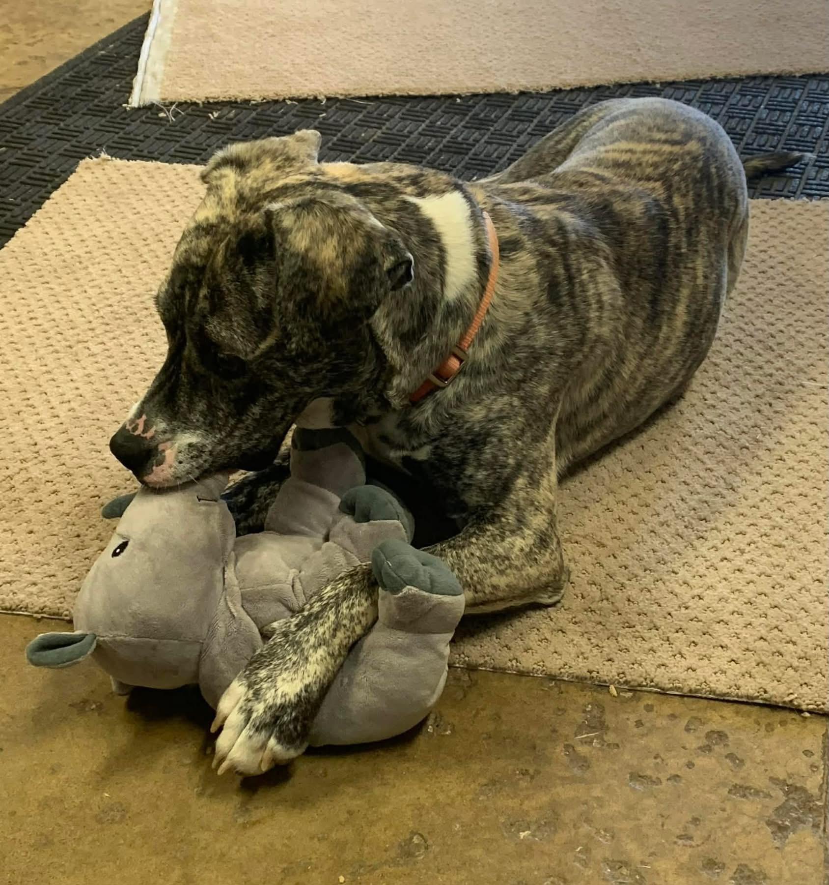 Utopia, ADOPTABLE, Young Female Catahoula Leopard Dog & Mastiff.
